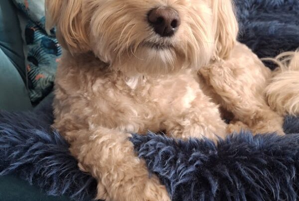Dog resting comfortably at home during live-in house and pet sitting