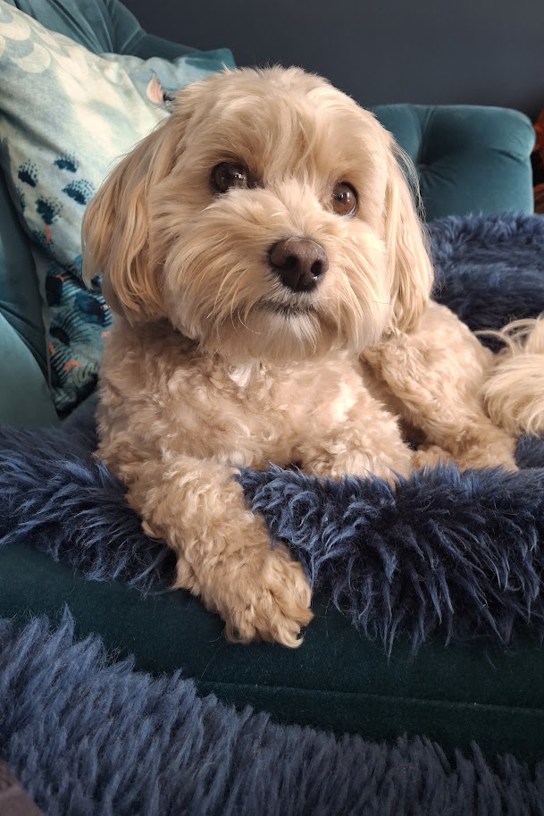 Dog resting comfortably at home during live-in house and pet sitting
