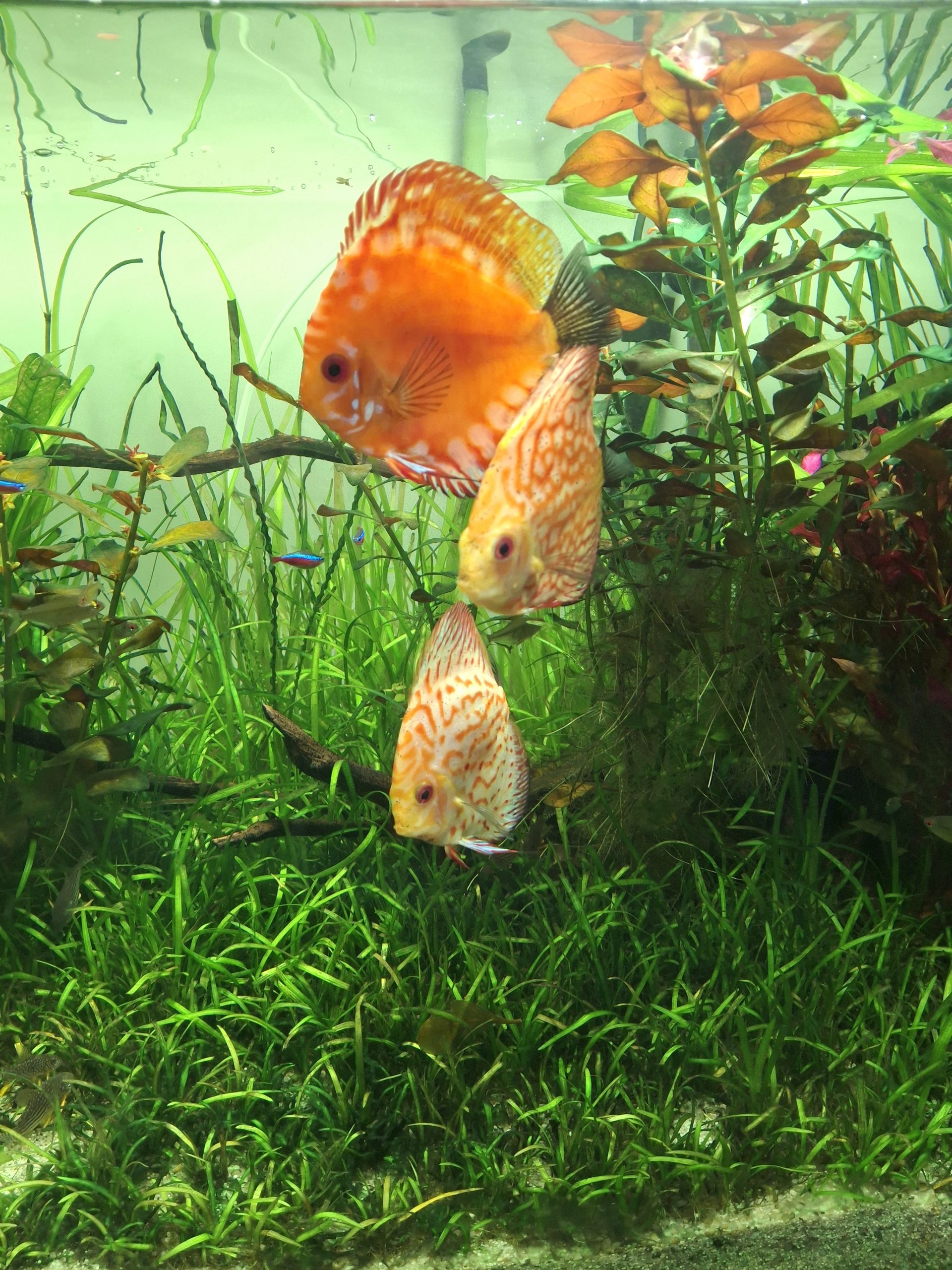 Not just dogs and cats…